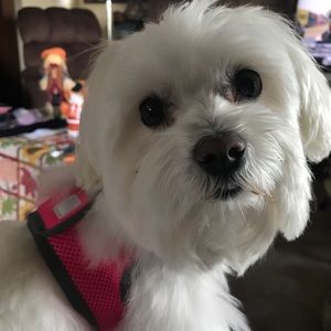 Meet your Posher, Ebony